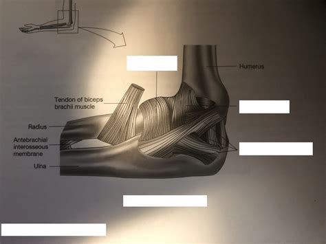 Elbow Joint 1 Diagram Quizlet