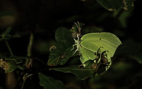 Free Images Nature Branch Leaf Flower Photo Wildlife Green