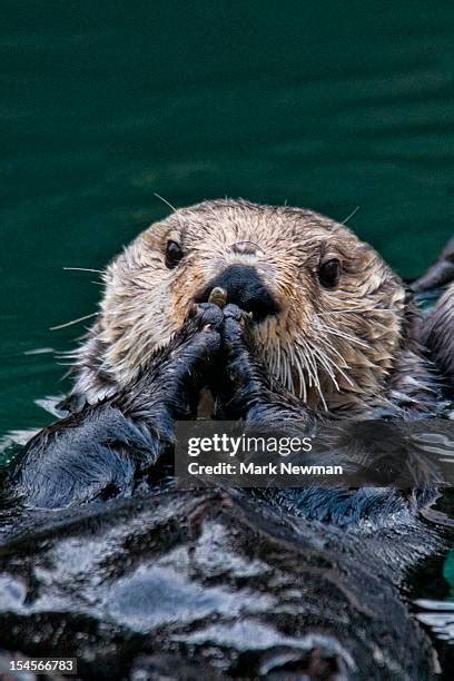 926 Otter Fur Stock Photos, High-Res Pictures, and Images - Getty Images