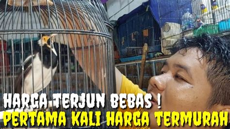 Benar Luar Dugaan Burung Satu Ini Bisa Turun Harga Sampe K Apa