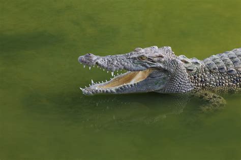 The Biggest Crocodile Ever Recorded American Oceans