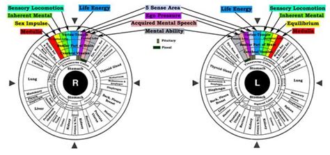 Iridology Chart How To Read Ponasa