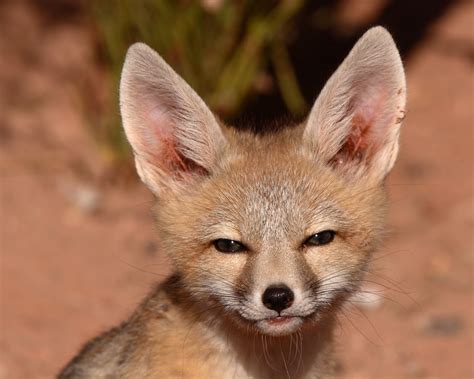 Kit Fox Alchetron The Free Social Encyclopedia