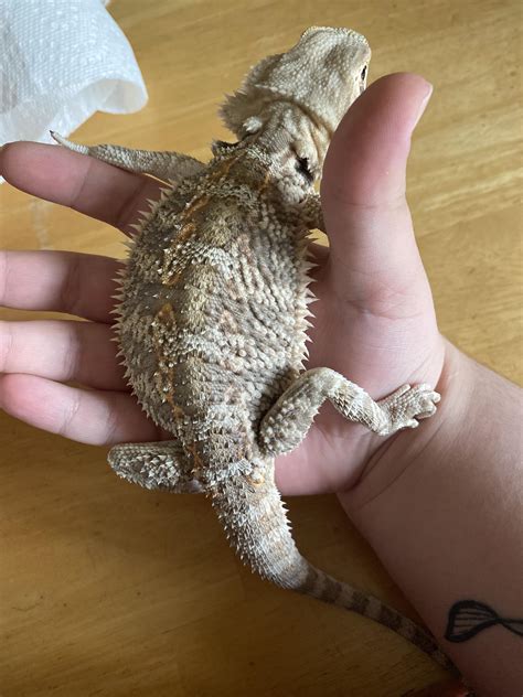 Is my bearded dragon the right size for his age? I believe he is 9-10 ...