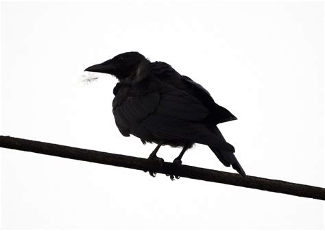 Crow Fest 22 — Part One | The Urban Nature Enthusiast