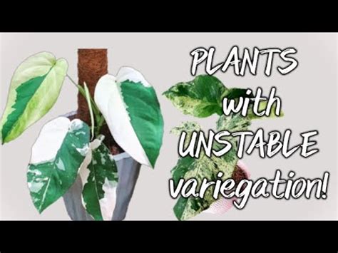 Top Plants Wth Unstable Variegation Youtube