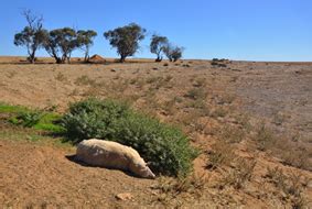 Anthrax confirmed in Victorian sheep | VetWatch April 2018 | VetWatch ...