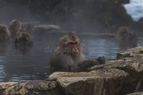 Snow Monkeys Japanese Macaques Bathe In Onsen Hot Springs Of Nagano Japan Stock Photo Image