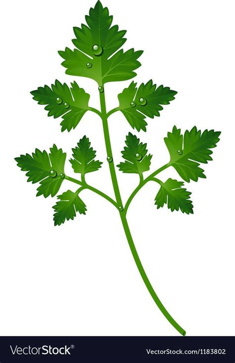 How To Draw Parsley At How To Draw