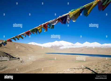 India Jammu And Kashmir Himalaya Ladakh Changthang Plateau