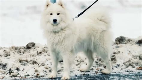 Top 10 Most Expensive Dog Breeds To Own