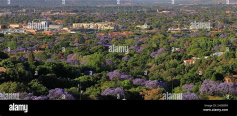 Jacaranda trees in bloom pretoria hi-res stock photography and images ...
