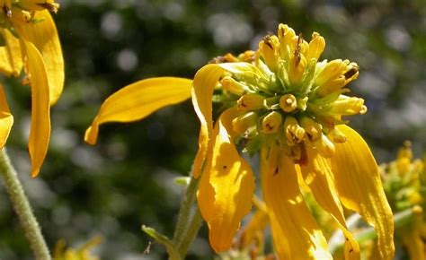 27 Yellow Wildflowers Found In Missouri Nature Blog Network