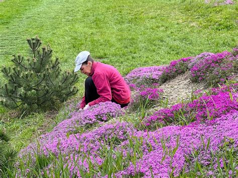 How to Care Creeping Phlox Over Winter - A Complete Guide