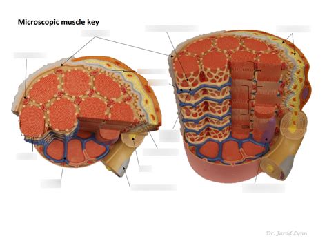 Microscopic Muscle Diagram Diagram Quizlet