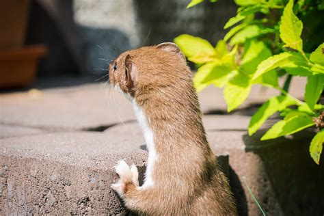 Weasel Closeup Least - Free photo on Pixabay