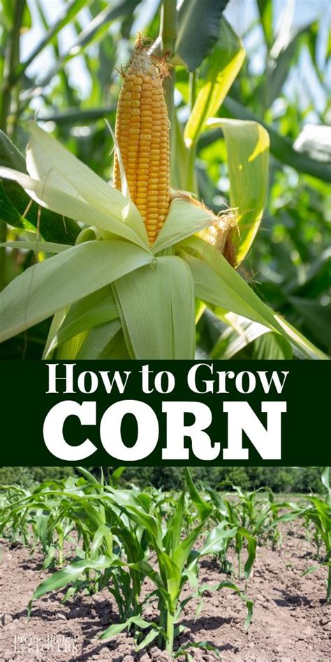 Gardening Tips For How To Grow Corn Including How To Plant Corn Seeds