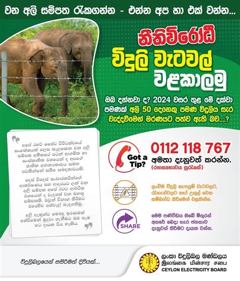 wild elephants die  electrocution   ceb urges public