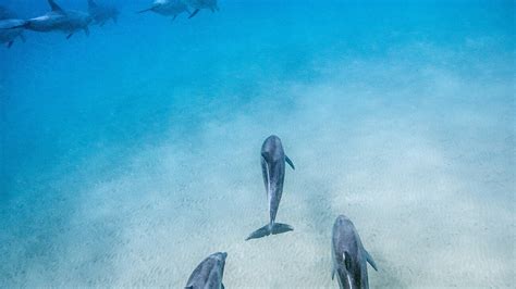 Disneynature's Dolphin Reef | Disneynature