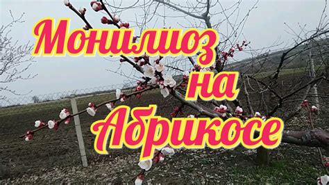 Монилиоз на абрикосе.Старый метод уже не помогает. Новая схема ...