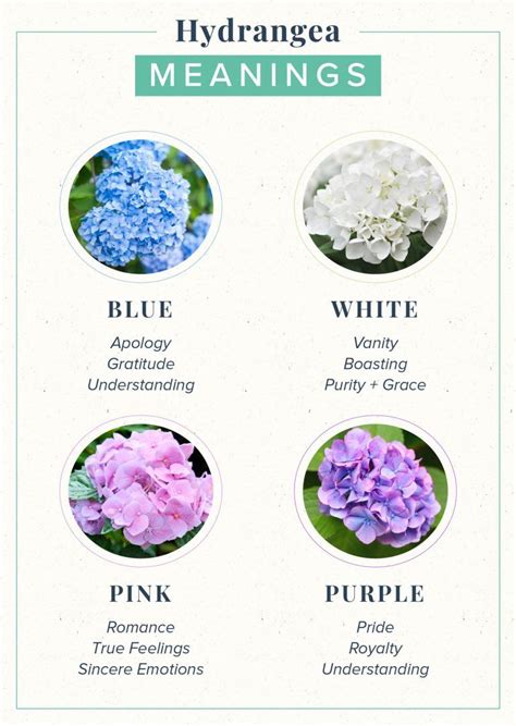 Hydrangea Meaning Symbolism History Proflowers Flower Meanings