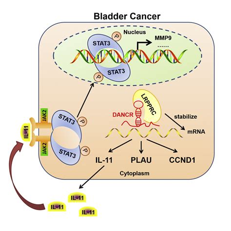 Dancr Promotes Metastasis And Proliferation In Bladder Cancer Cells By