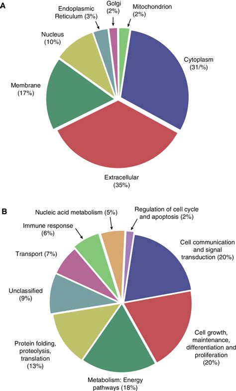 Subcellular Localization And Functional Annotation Of Identified