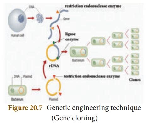 Genetic Engineering