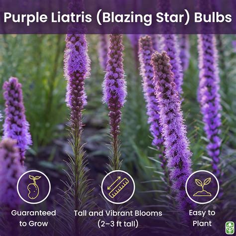 Flor De Liatris