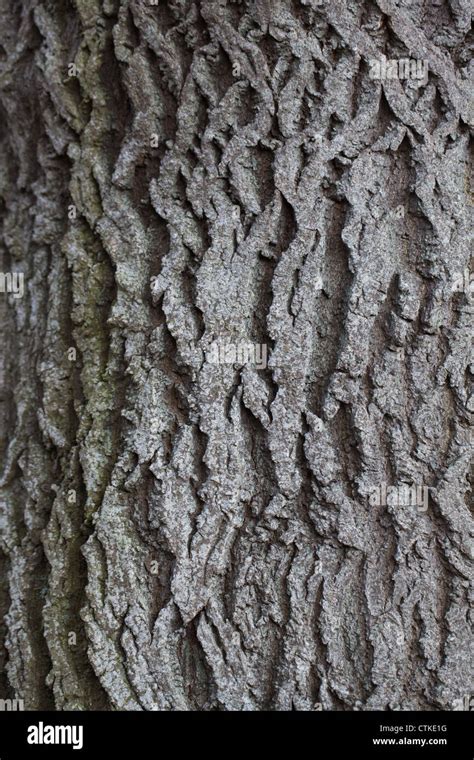 Ash Fraxinus Excelsior Bark On The Trunk Of A Mature Tree Stock