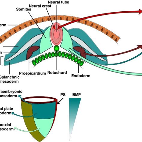 Neural Crest Development Neural Crest Forms At The Junction Between