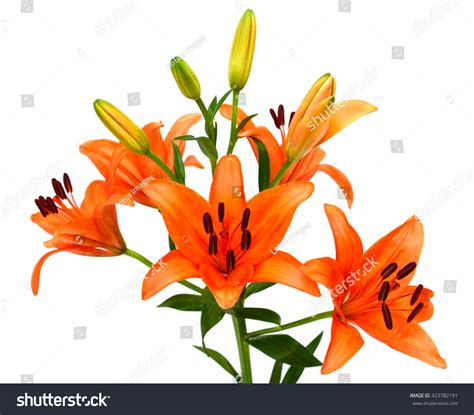 Beautiful Orange Lily Flower Bouquet Isolated Stock Photo 423782191