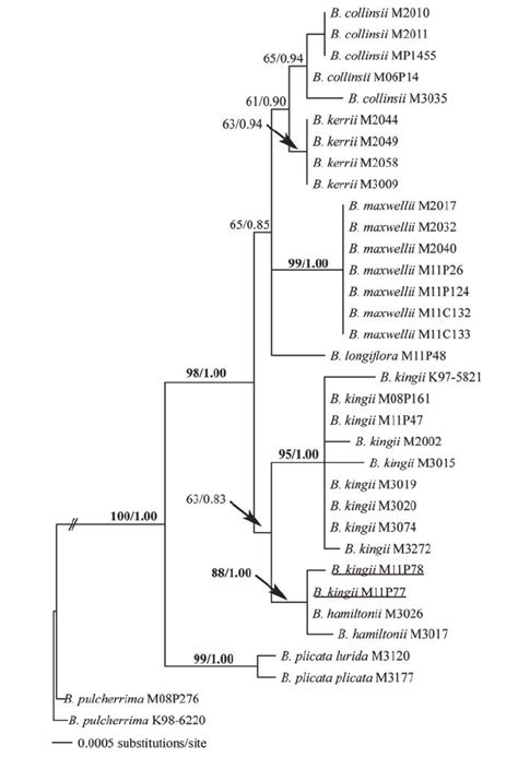 Single Best Maximum Likelihood Phylogram Ln For B