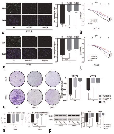 Cell Proliferation Assay In POGZ Inhibited OS Cell Lines A The