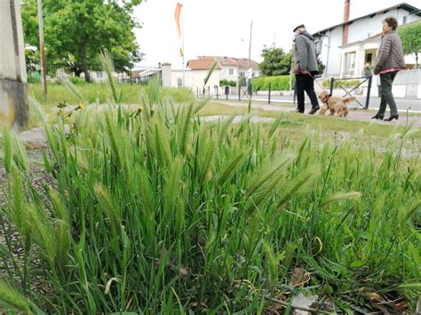 La Gironde Toujours En Risque Lev Dallergie Aux Pollens