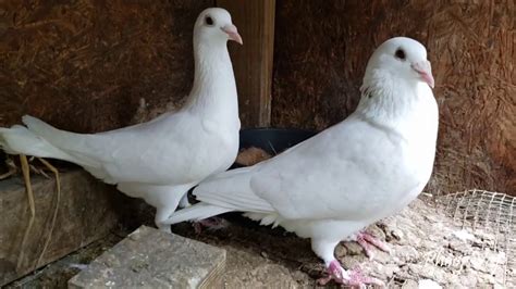 Feathered Feet White Homing Pigeon Youtube