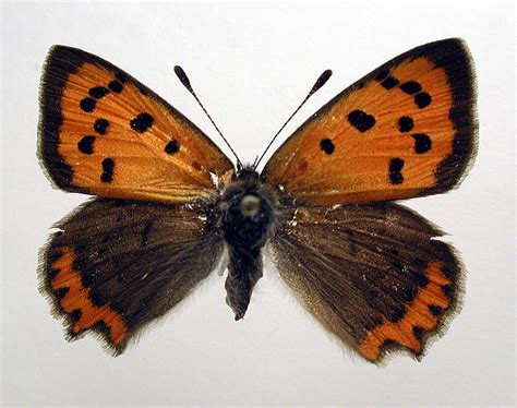 Червонец пятнистый | это... Что такое Червонец пятнистый?