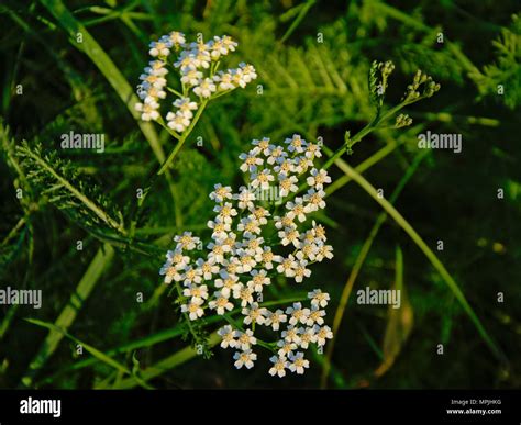 Common Cow Parsnip Hi Res Stock Photography And Images Alamy