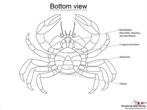 Crab External Anatomy - Shrimp and Snail Breeder