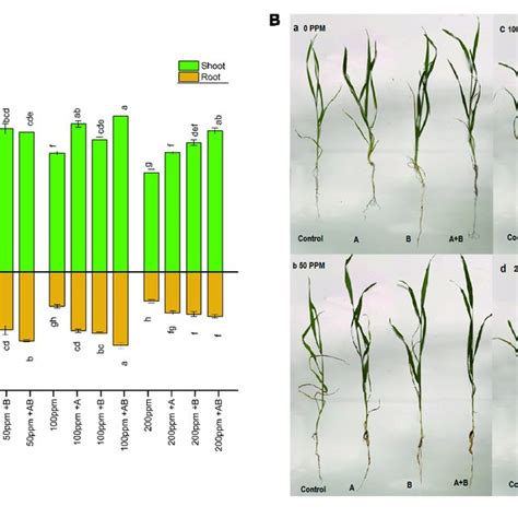 Pdf Heavy Metal Resistant Plant Growth Promoting Citrobacter