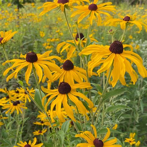 Black Eyed Susan