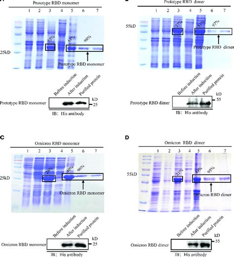 Expression Purification And Identification Of Recombinant Spike Rbds