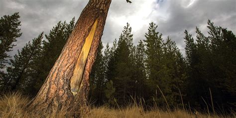 Indigenous Culturally Modified Trees