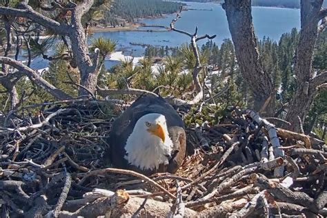 WATCH LIVE: Bald eagle eggs expected to begin hatching in Big Bear