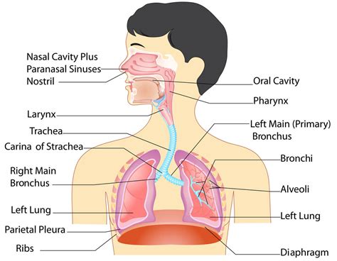 Anatomy Of The Respiratory System