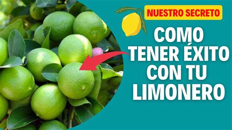 Los Secretos Para Tener Limones Abundantes En Tu Jard N Youtube