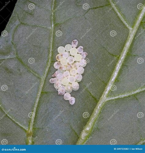 Insect Eggs Laid On Green Leaves.butterfly Eggs.Insect Eggs Arranged In