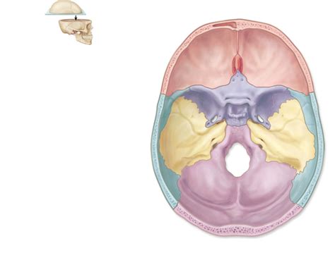 Superior View Of The Skull Diagram Quizlet