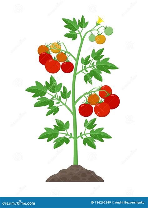 Planta De Tomate Con El Crecimiento Maduro De Las Frutas Y De Flores De