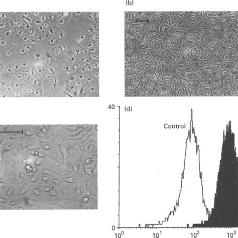 Transmission Electron Micrograph Showing A Tight Junction Between